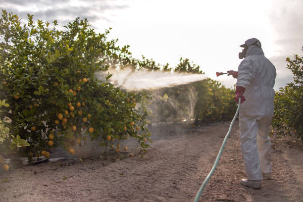 Best Local Pest Control Services  in Sutter, CA